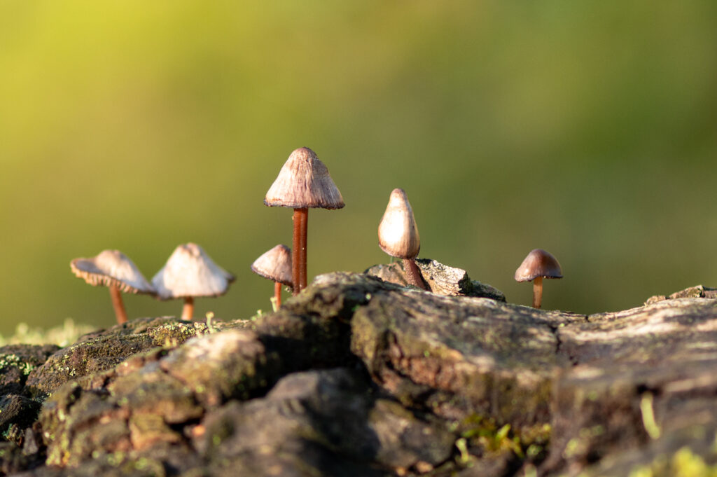 Macrofoto van een groepje grote bloedsteelmycena