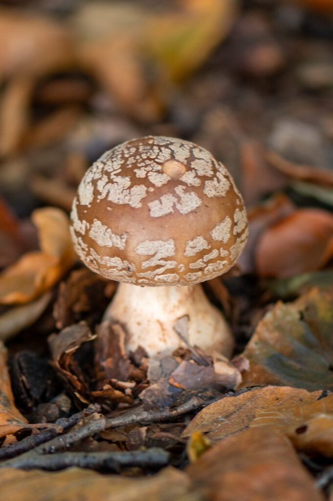 Macrofoto van een grauwe ammoniet