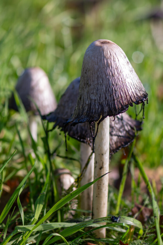 Macrofoto van een groepje geschubde inktzwammen