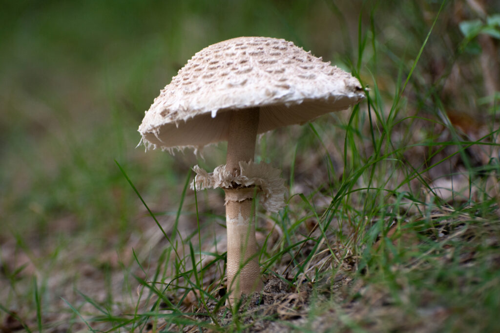 Macrofoto van een grote parasolzwam