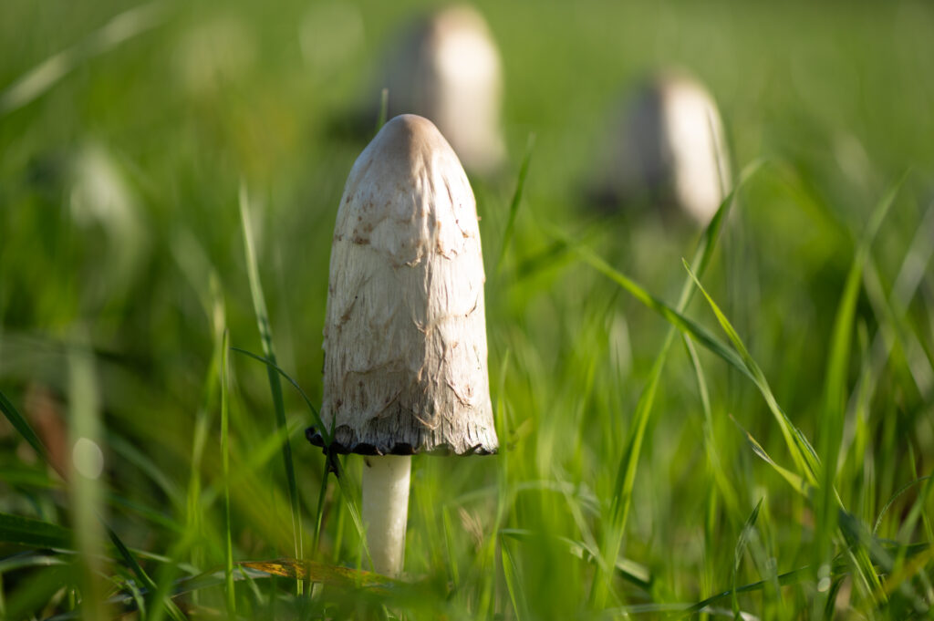 Macrofoto van een groepje geschubde inktzwammen