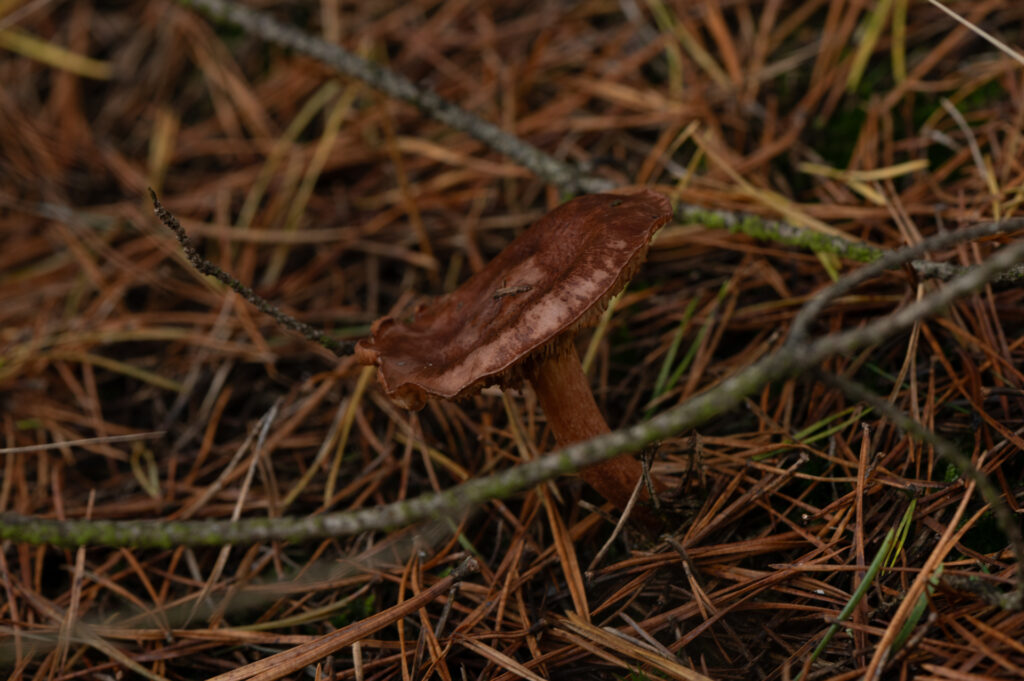 Macrofoto van een berkenridderzwam