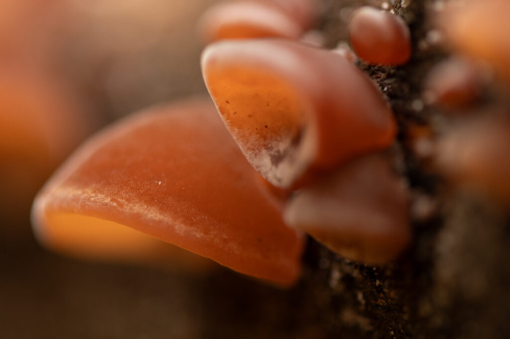 Close-up van een judasoor