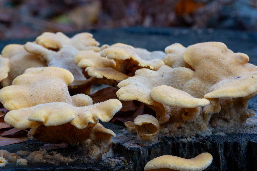 Close-up van een Oranje Oesterzwam