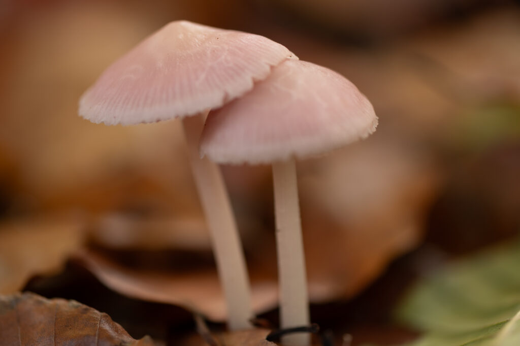 Macrofoto van een twee heksenschermpjes