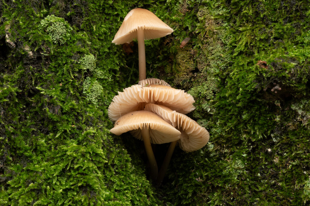 Macrofoto van een groepje helmmycena op een boomstam