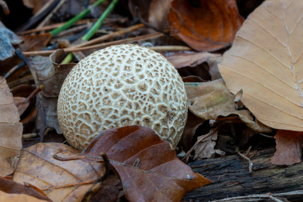 Macro van een aardappelboleet tussen de bladeren