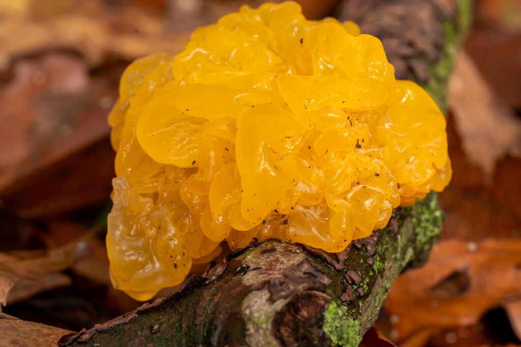 Grote gele trilzwam met felle kleuren