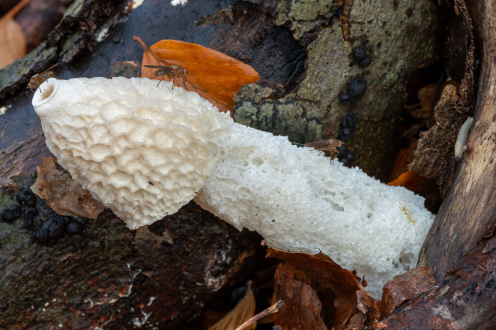 Macrofoto van een grote stinkzwam