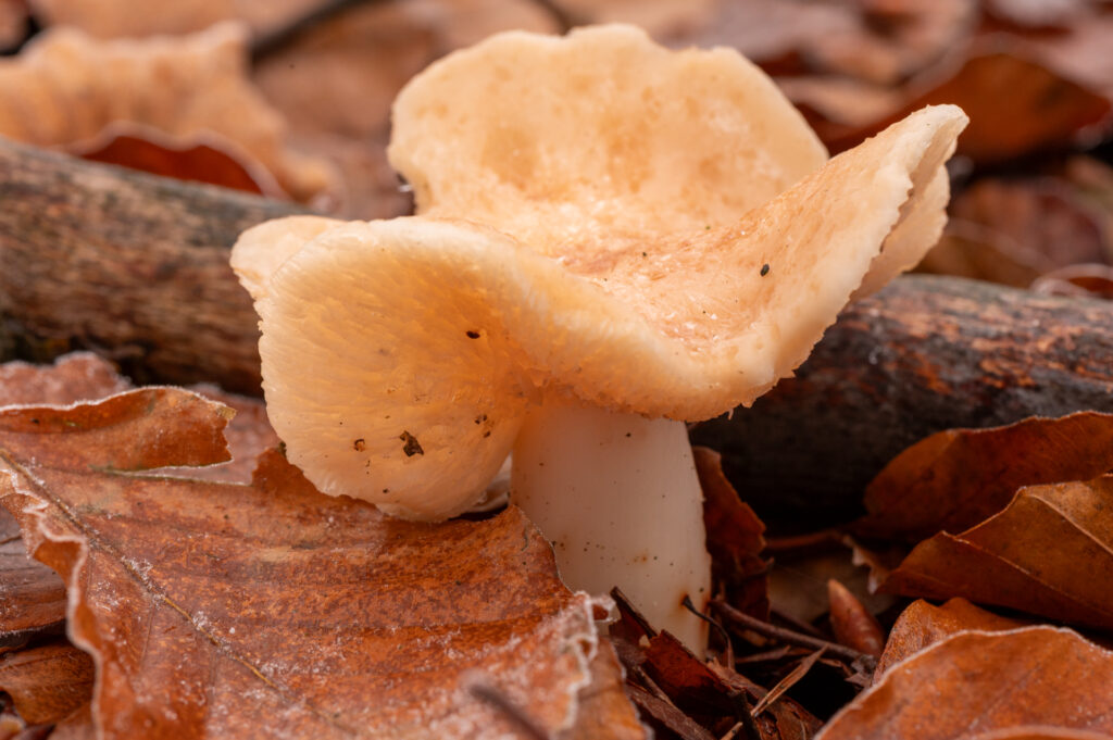 Macrofoto van een franjeporiezwam