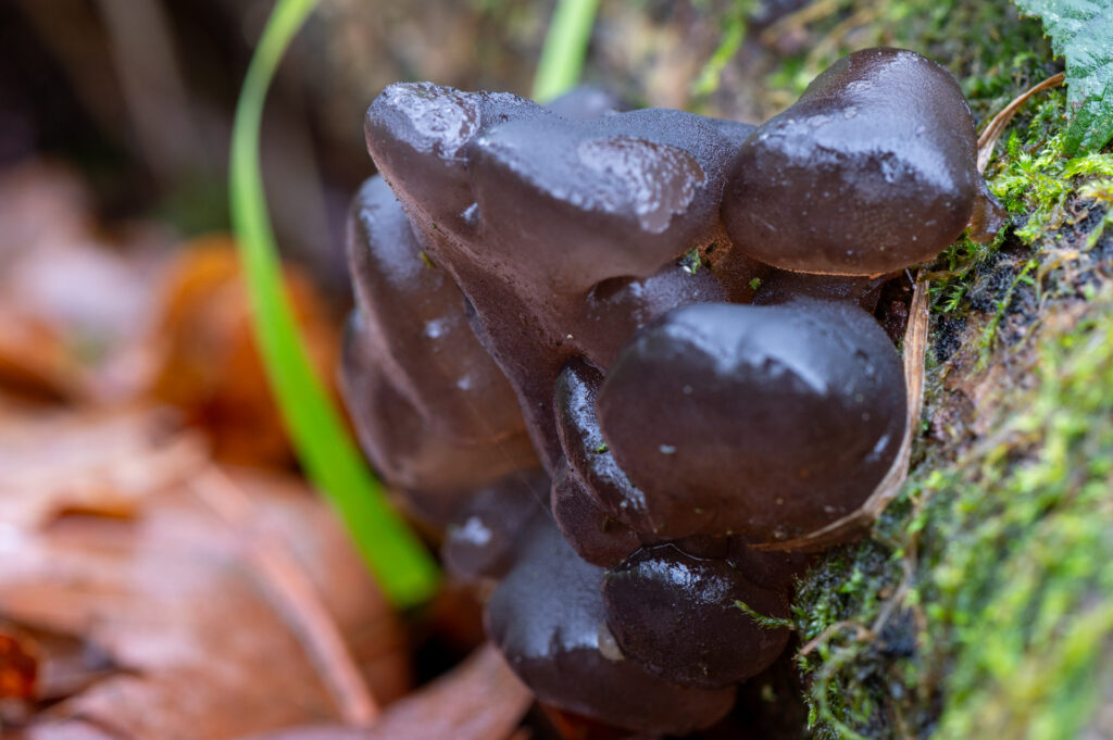 Cluster van eikentrilzwam tussen het mos