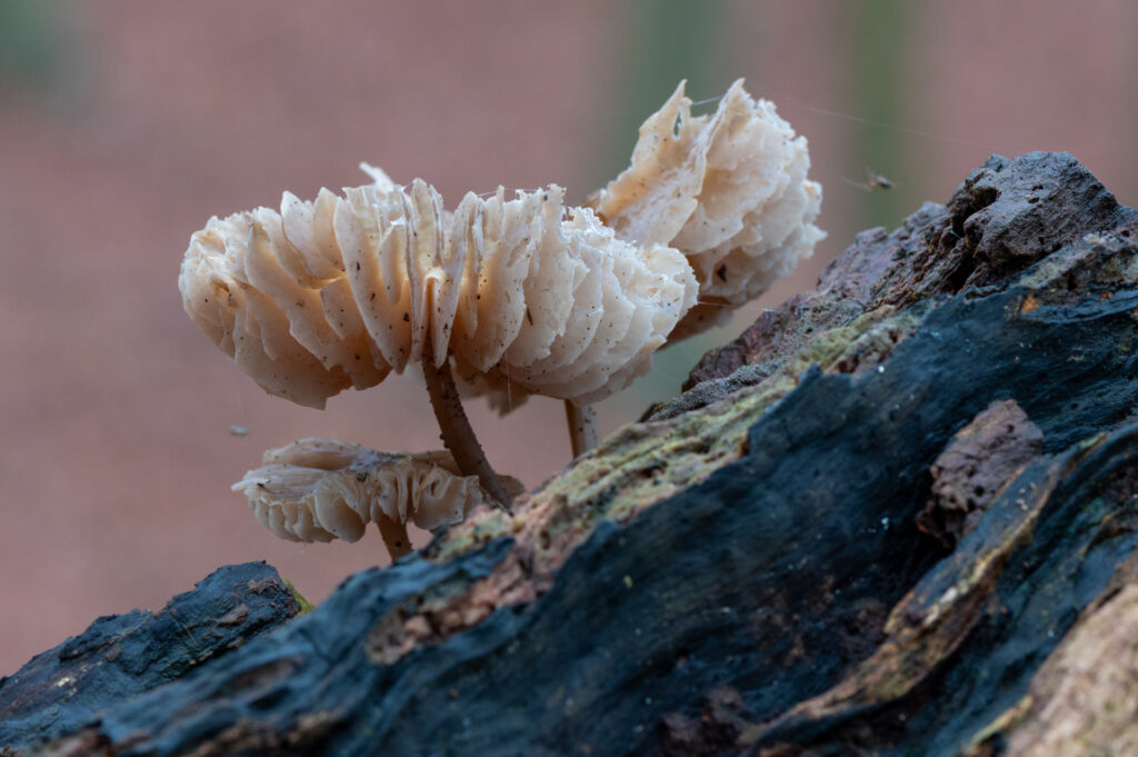 Macrofoto van een groepje helmmycena op een boomstam