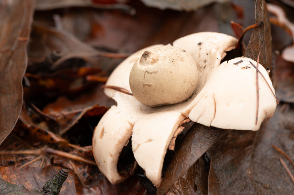 Macrofoto van een gekraagde aardster
