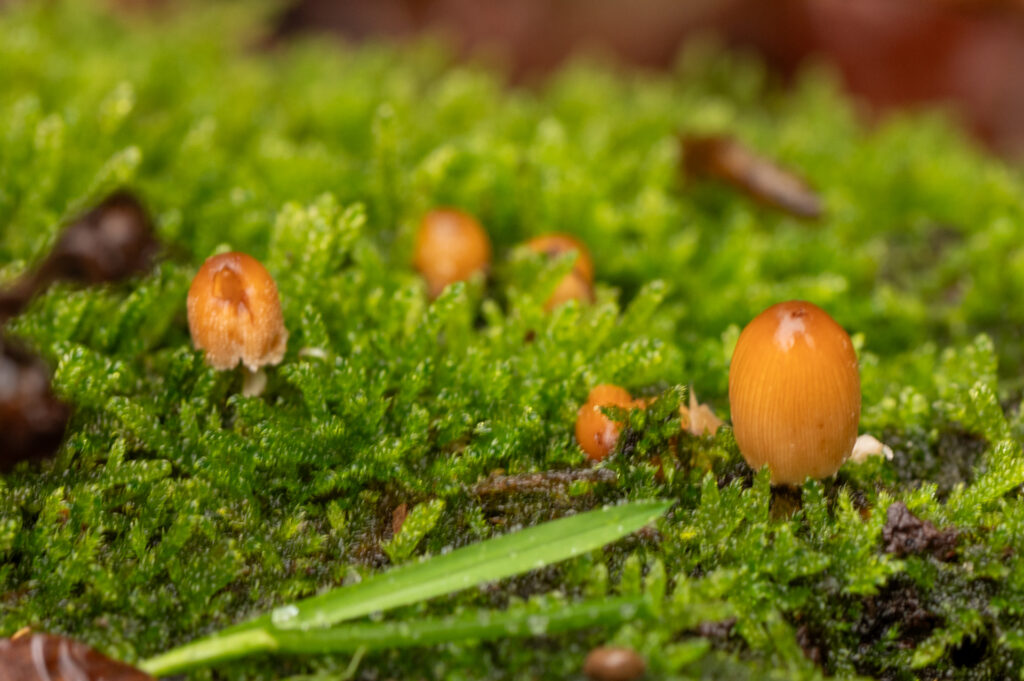 Macrofoto van een groepje gewone glimmerinktzwammen