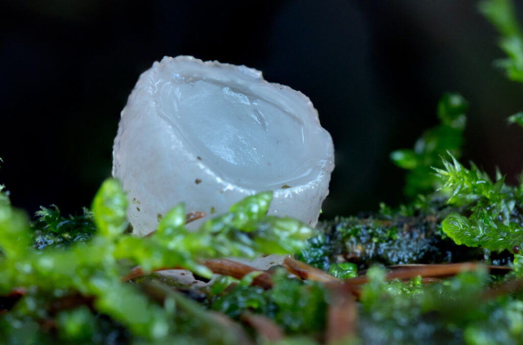 Macro van paarse knoopzwam tussen het mos