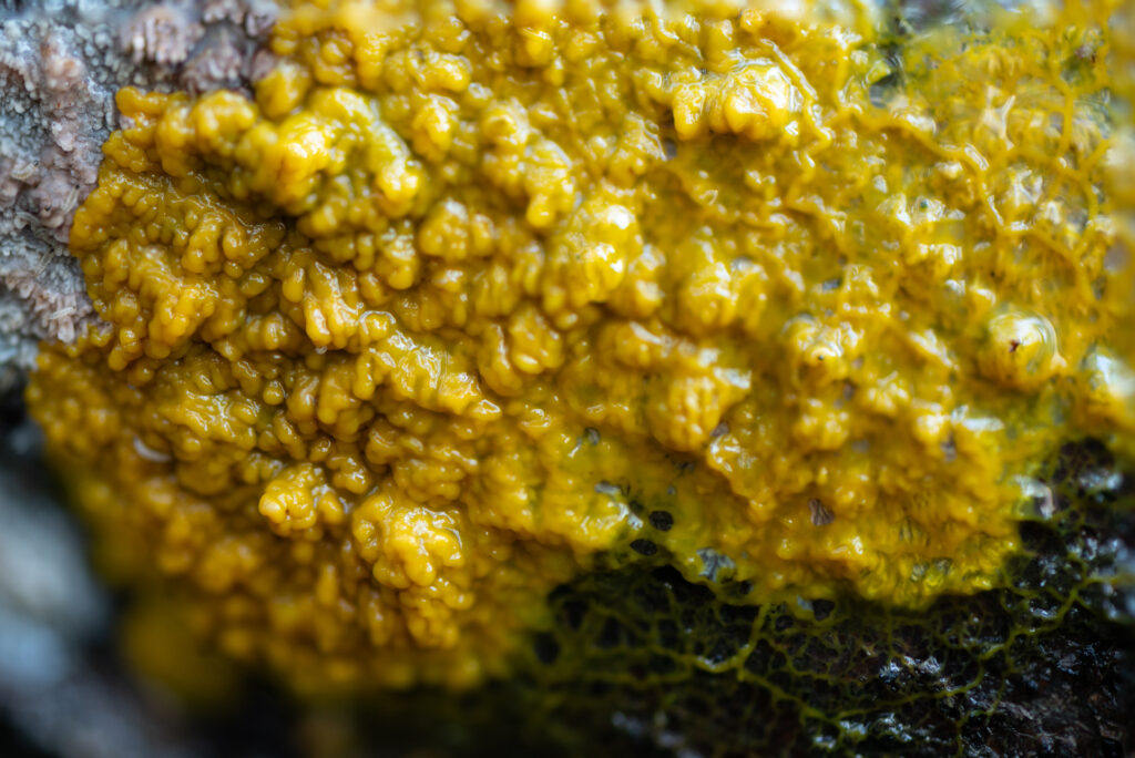 Bijzondere gele zwam op de zijkant van een boomstam