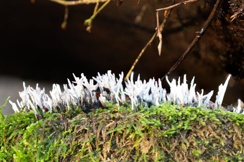 Grote groep geweizwammen op een stronk