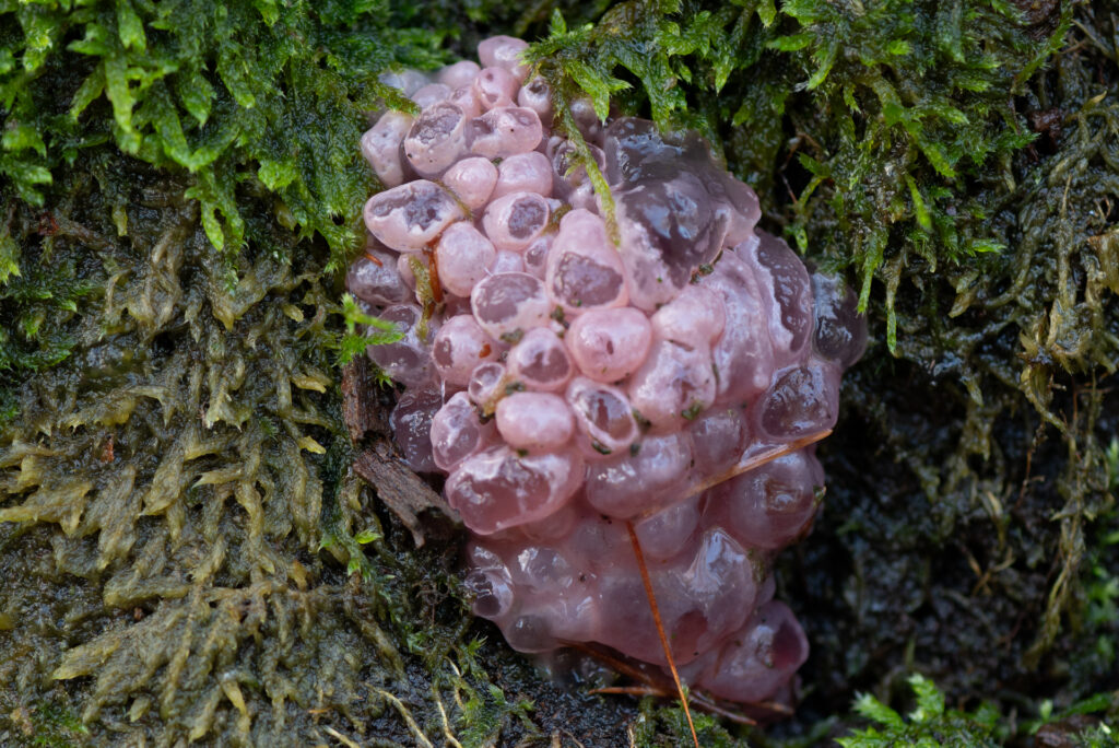 cluster van paarse knoopzwam tussen het mos