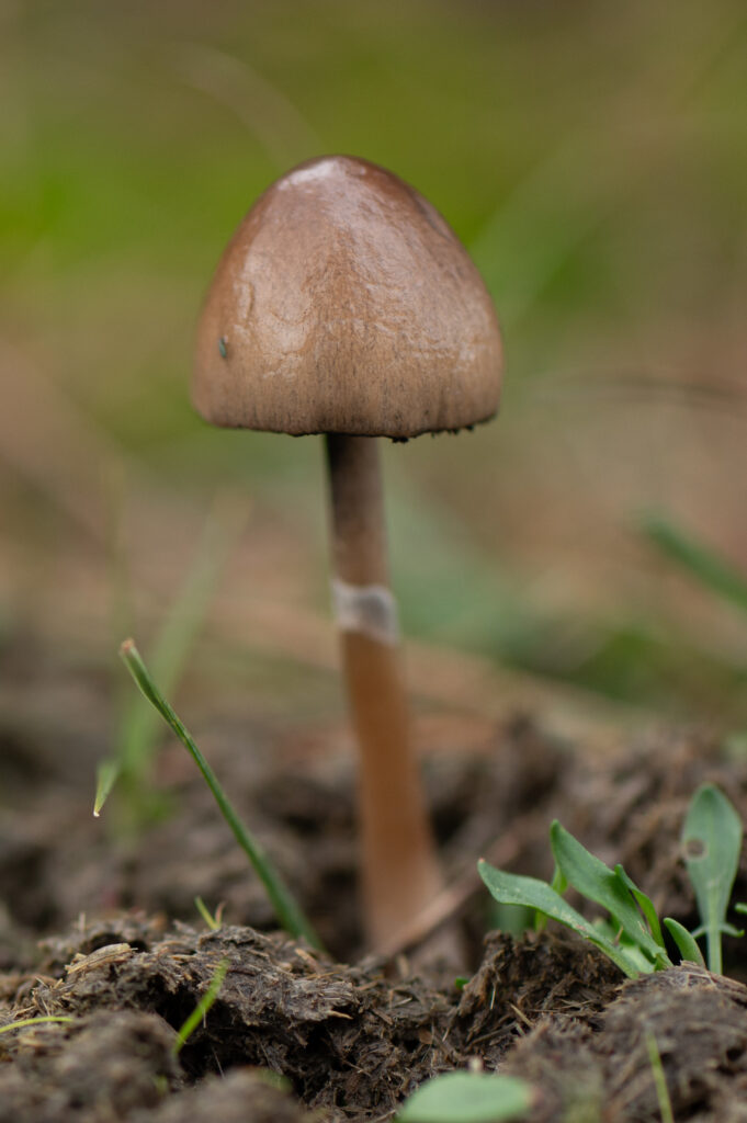 Macrofoto van een geringde vlekplaat