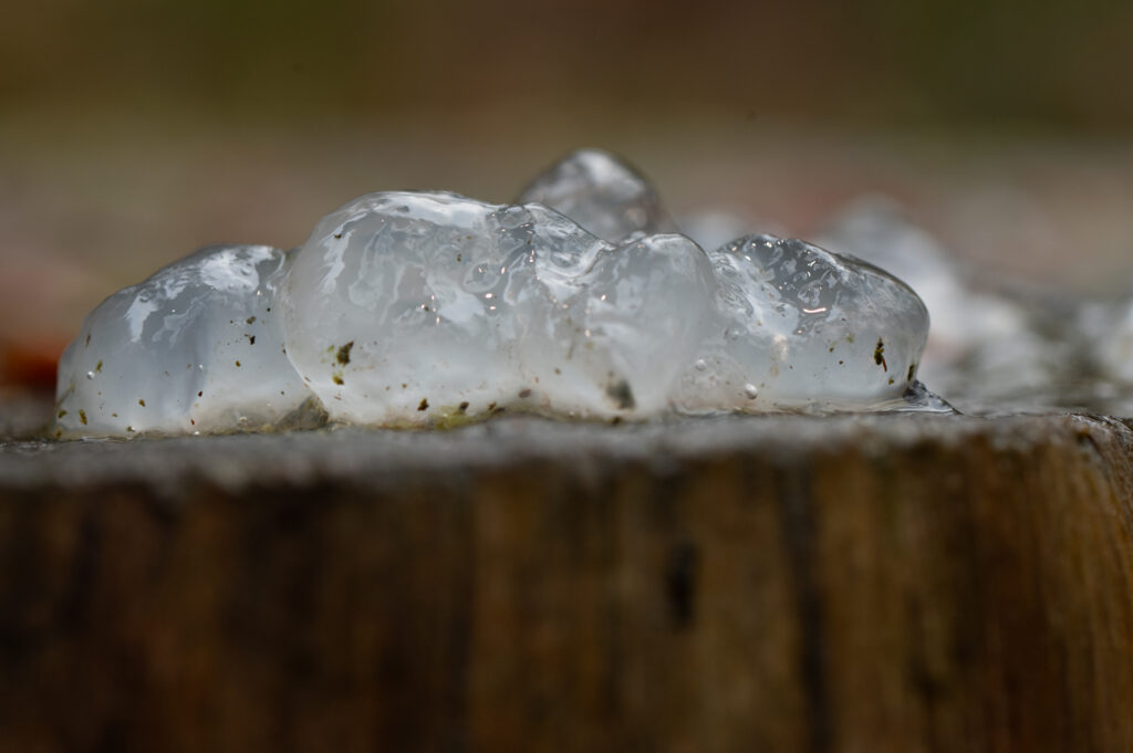 Cluster van klontjestrilzwam op een stam