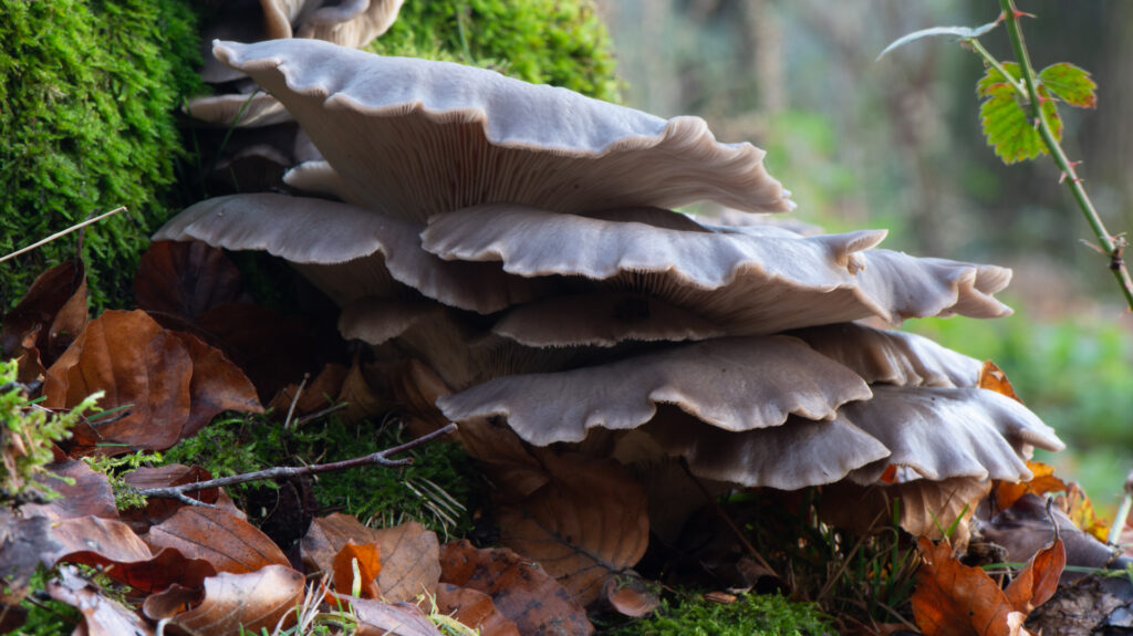 Close-up van een gewone Oesterzwam