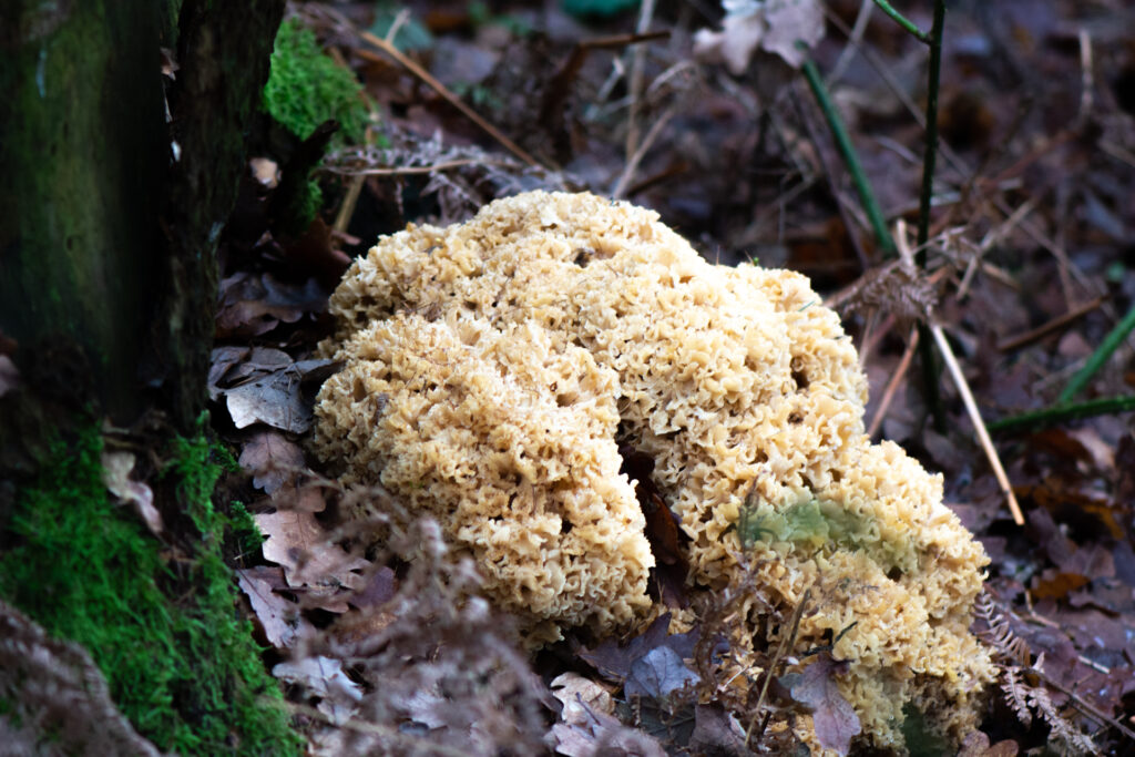 Close-up van een grote sponszwam