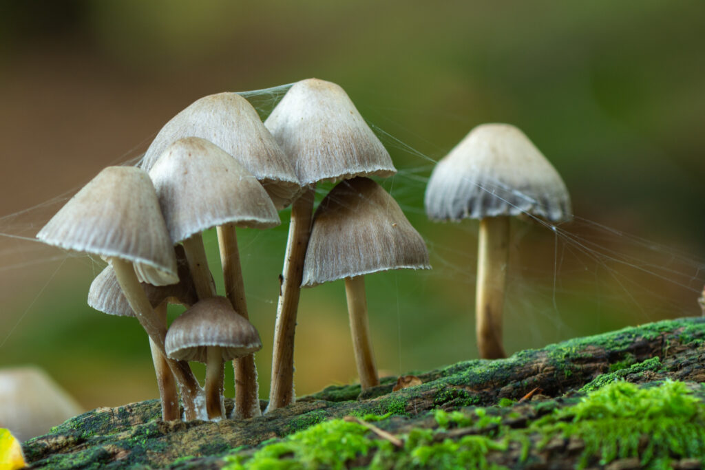 Macrofoto van een groepje fraaisteelmycena