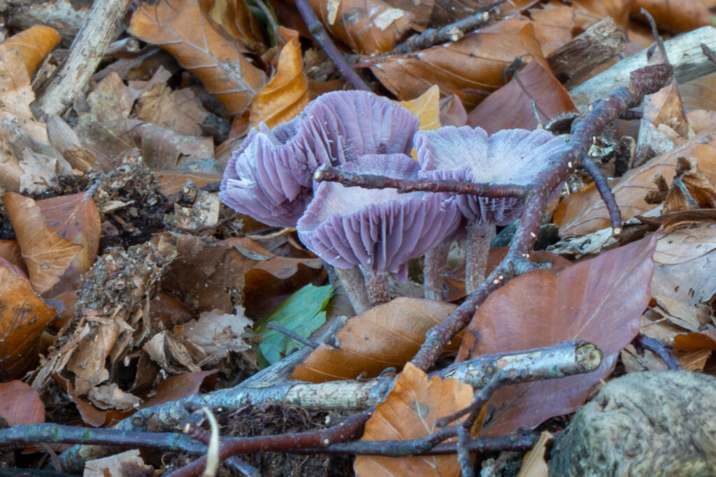 Macrofoto van een groepje paarse amethistzwammen