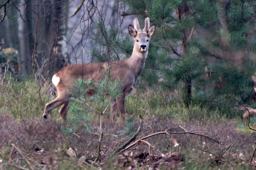 Ree bok kijkt mij aan op de veluwe