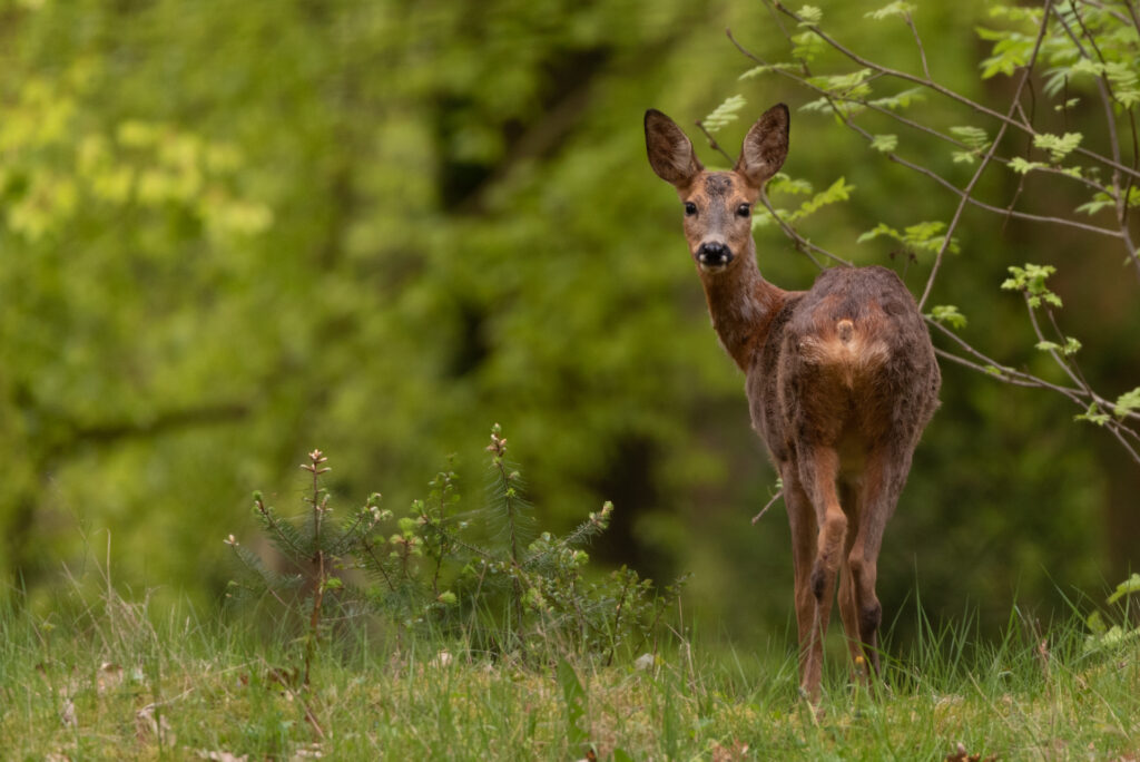 Hinde ree kijkt om naar mij op de veluwe