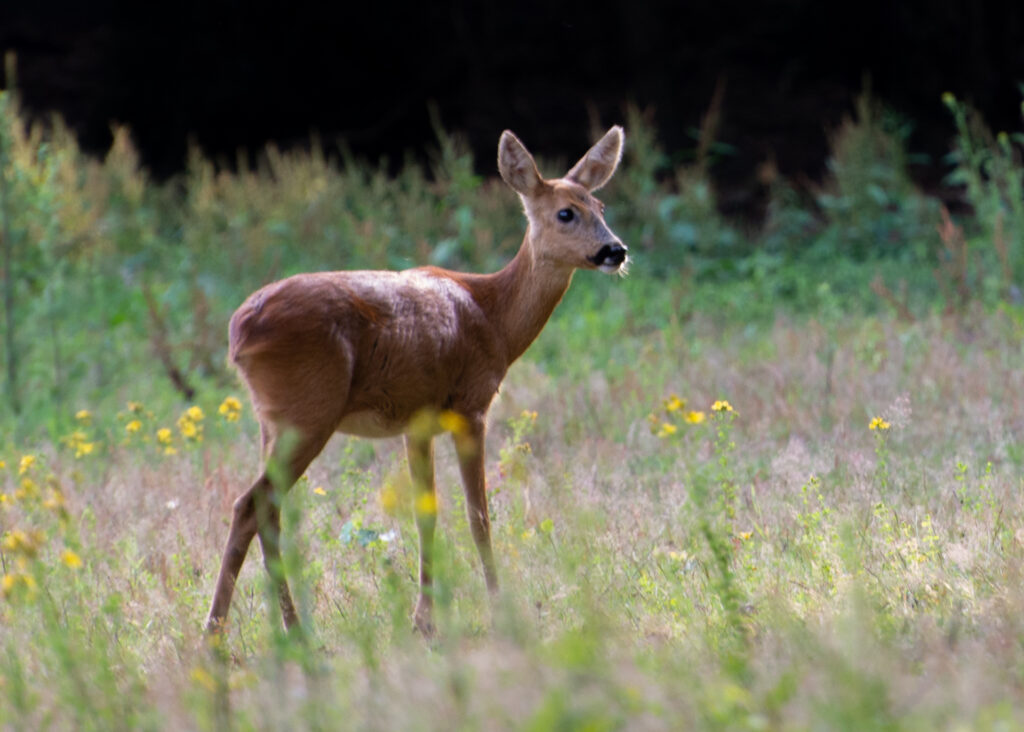 Reegeit tussen de bloemen op de veluwe
