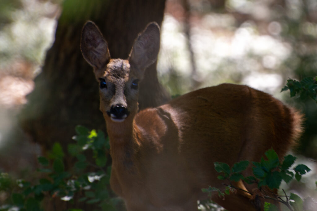 Honde ree kijkt mij aan