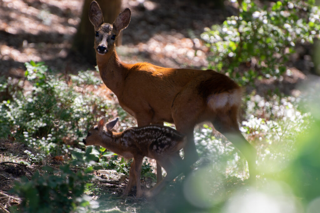Hinde met reegeit tussen de bomen op de veluwe.