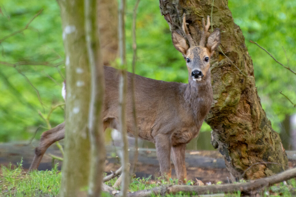 Ree bok kijkt mij aan tussen de bomen