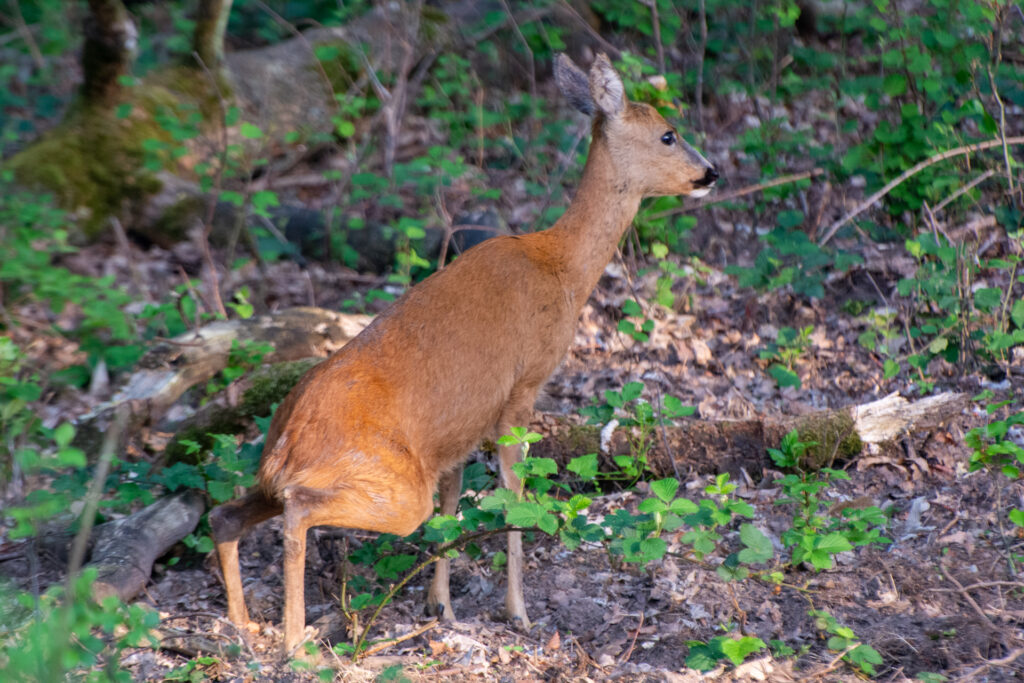 Ree doet zijn behoefte op de Veluwe