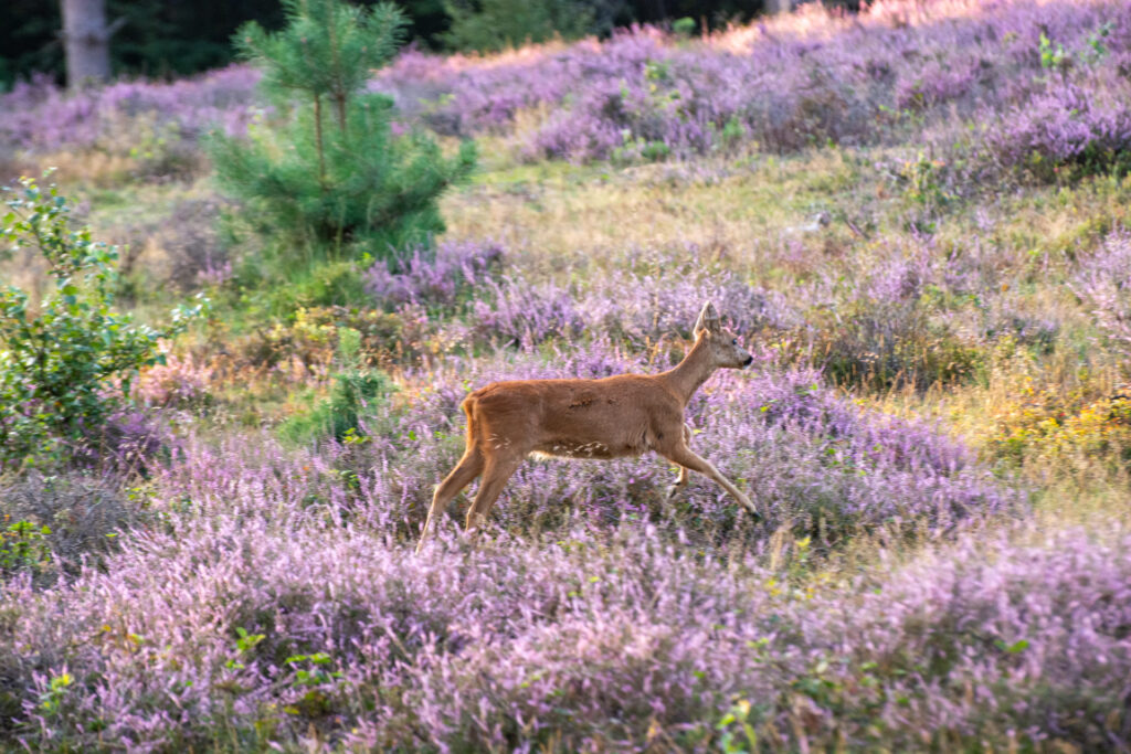 Ree rennend door de paarse heide op de Posbank