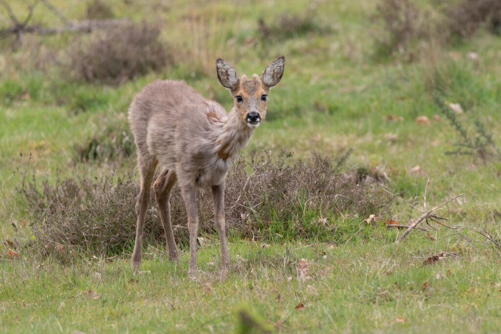 Oog in oog met een reegeit