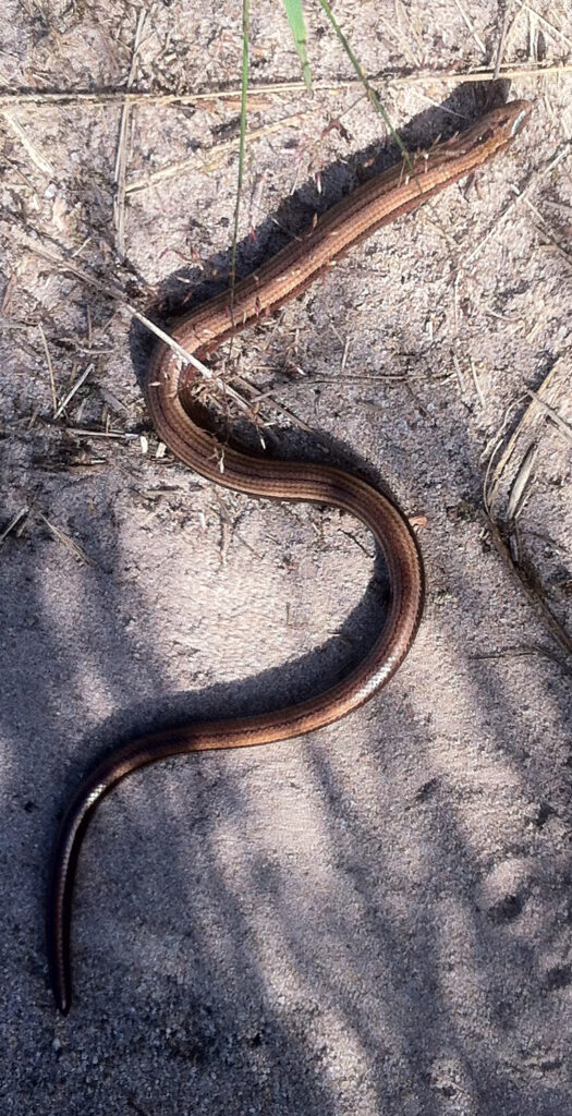 Hazelworm op een pad op de veluwe