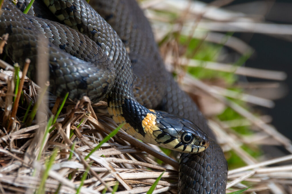 Portret van een ringslang op een oever