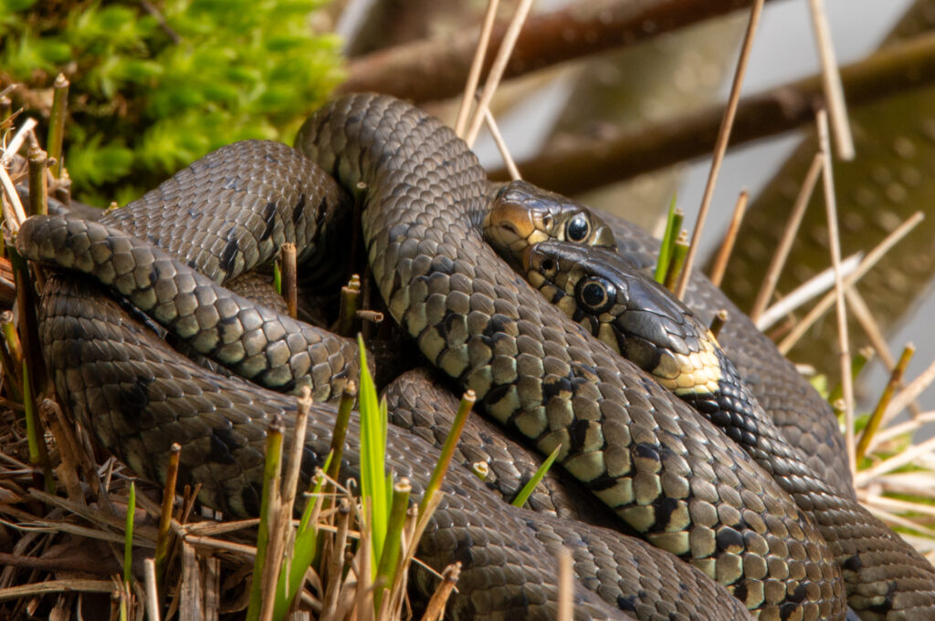 Dubbelportret van twee ringslangen op de oever