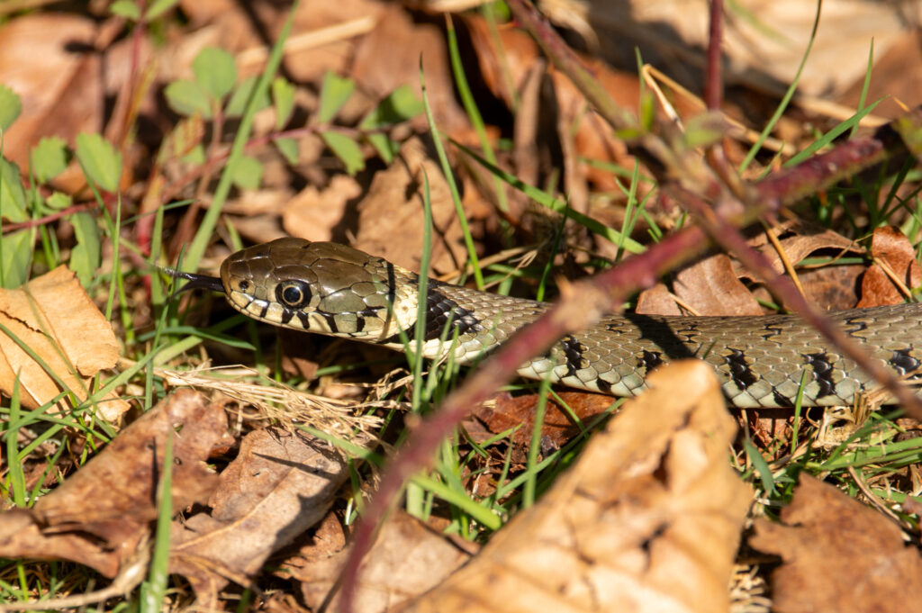 Ringslang beweegt zich over de grond