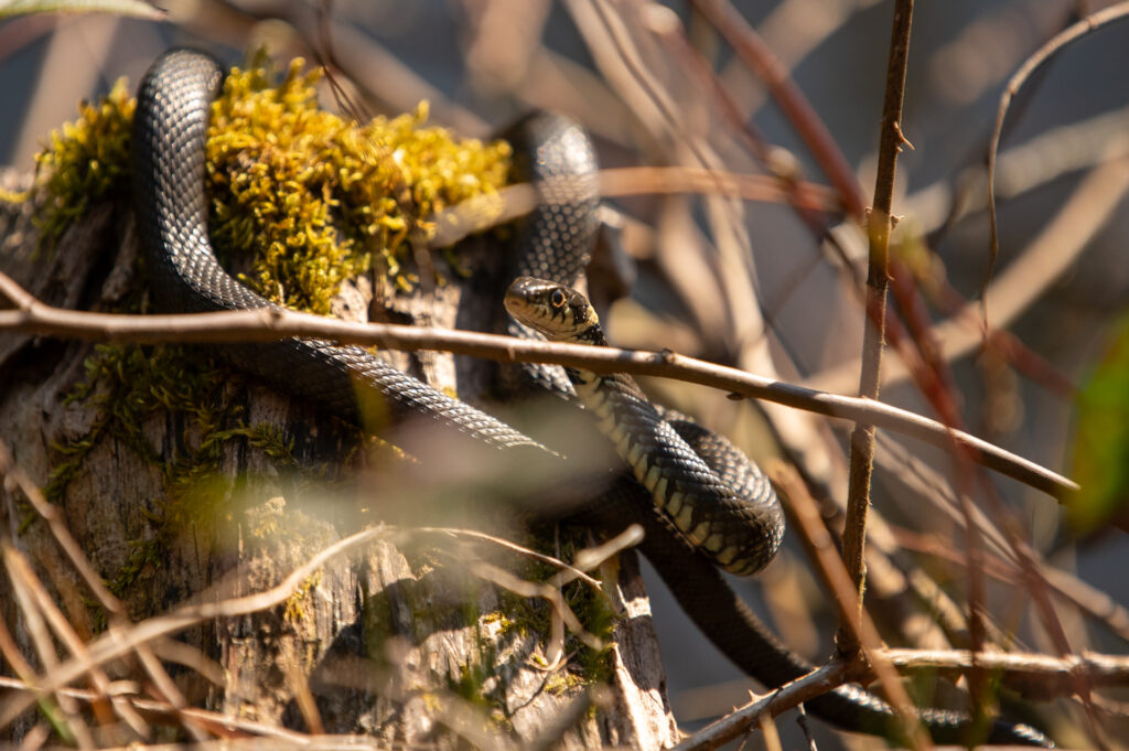 Ringslang op de oever