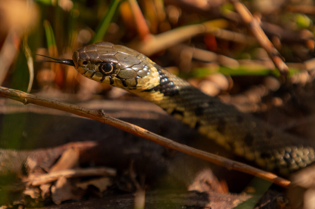 Portret van een ringslang op de oever met zijn tong naar buiten