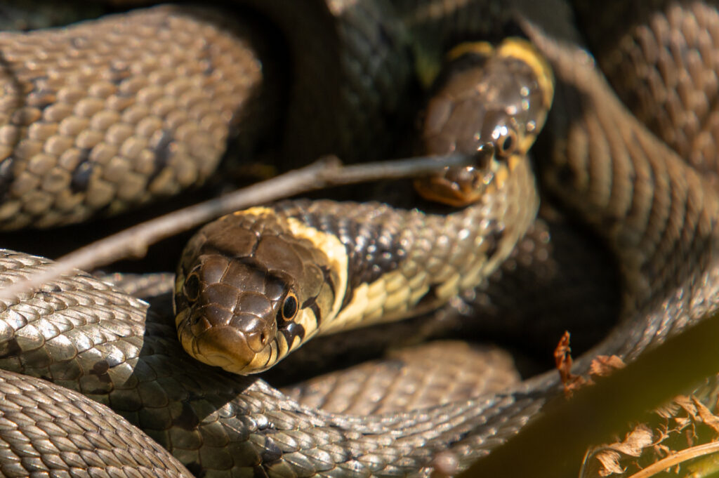 Dubbel portret van twee ringslangen op de oever