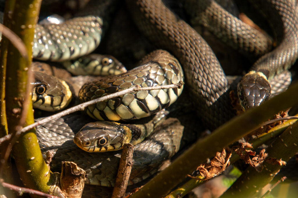 Groep van van vier ringslangen op de oever