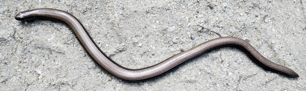 Hazelworm op een pad op de veluwe