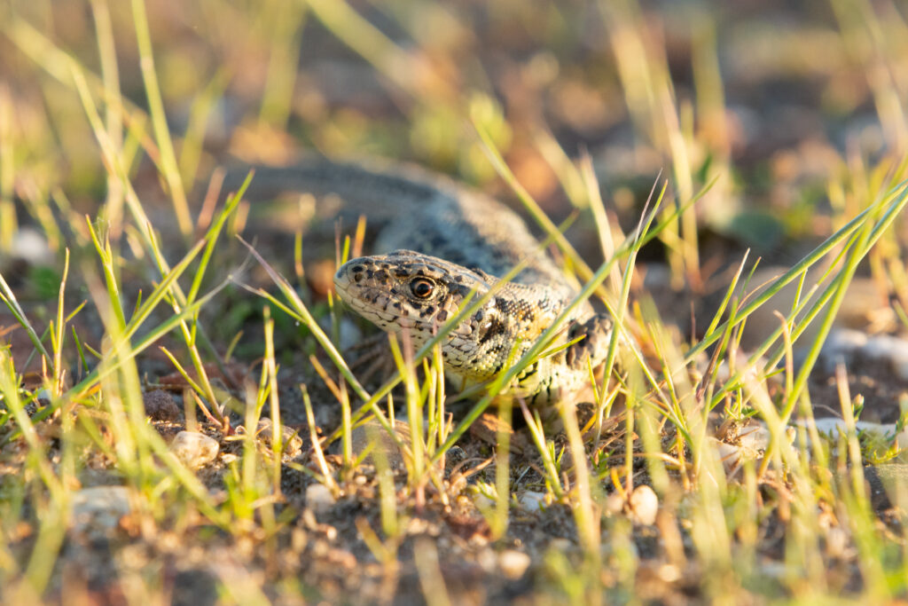 Portret foto van een zandhagedis op de Veluwe