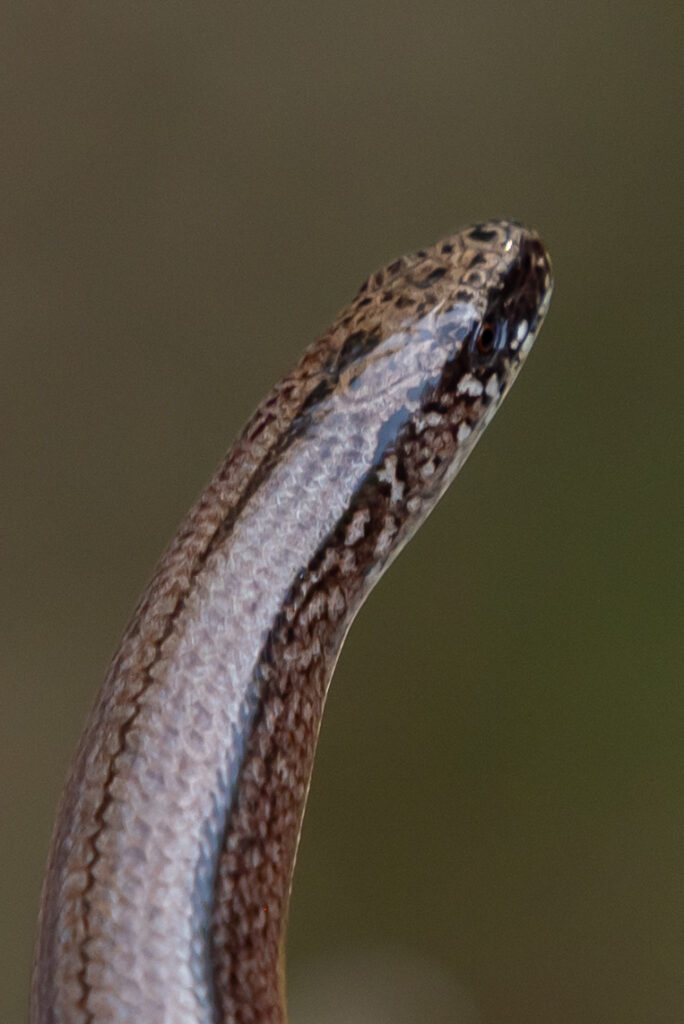 portret foto van een hazelworm met opgeheven hoofd