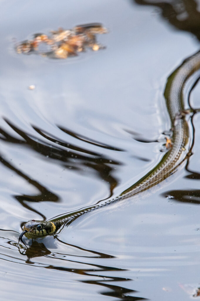 Ringslang zwemmend in het water met zijn tong naar buiten