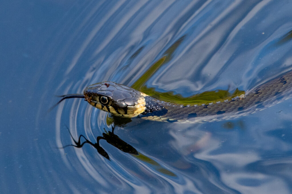 Ringslang zwemmend in het water met zijn tong naar buiten